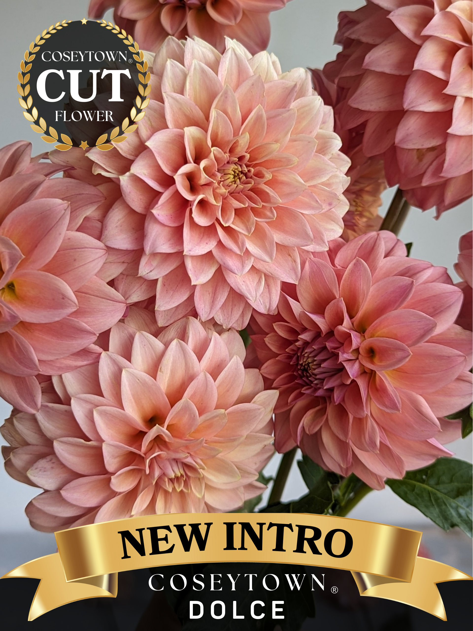 Ｄahlia☆ dahlias-light-coral-