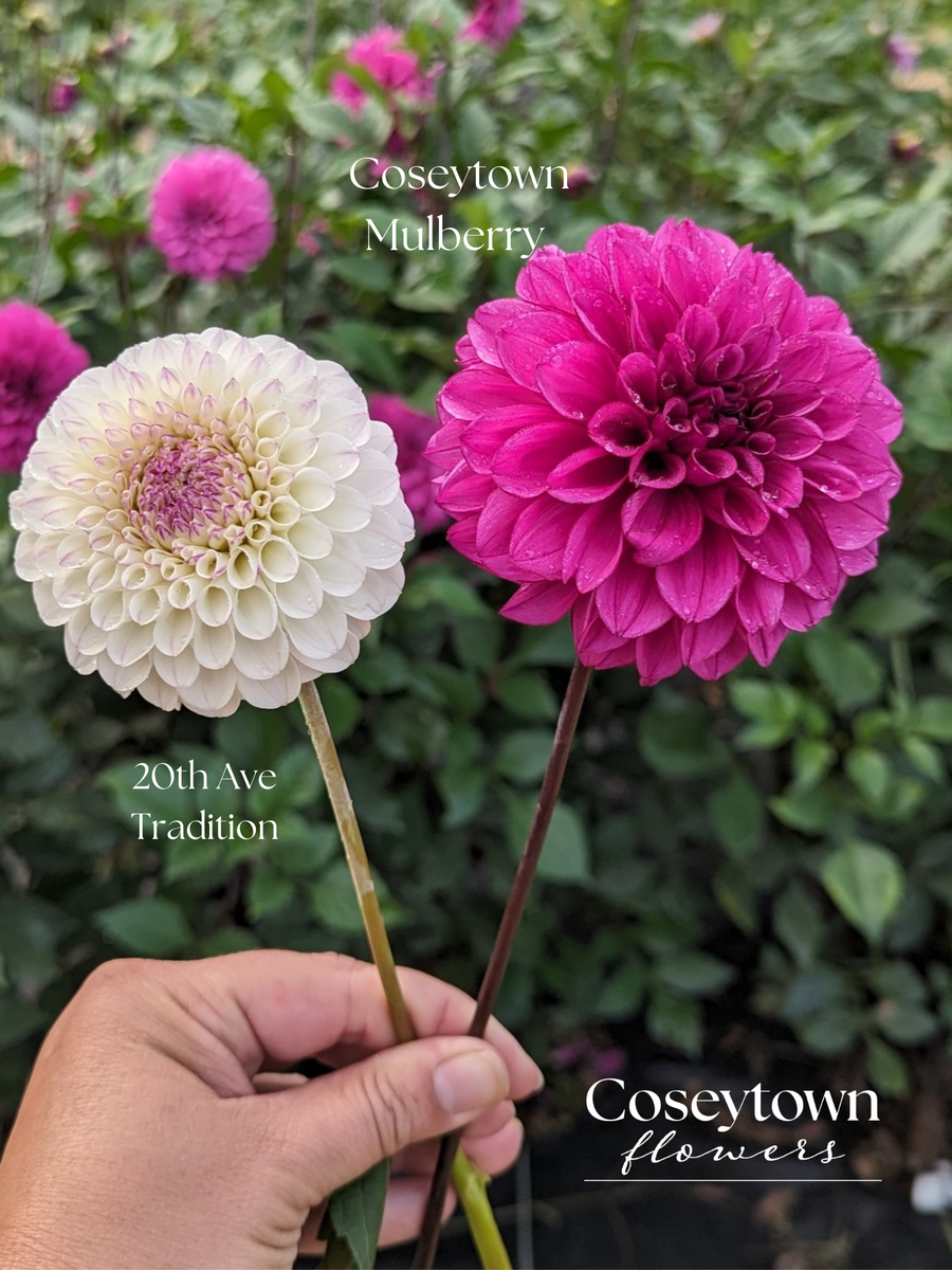 Coseytown® Mulberry
