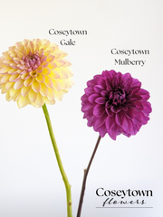 Coseytown® Mulberry