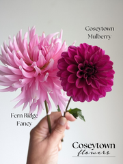 Coseytown® Mulberry