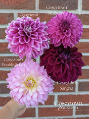 Coseytown® Mulberry