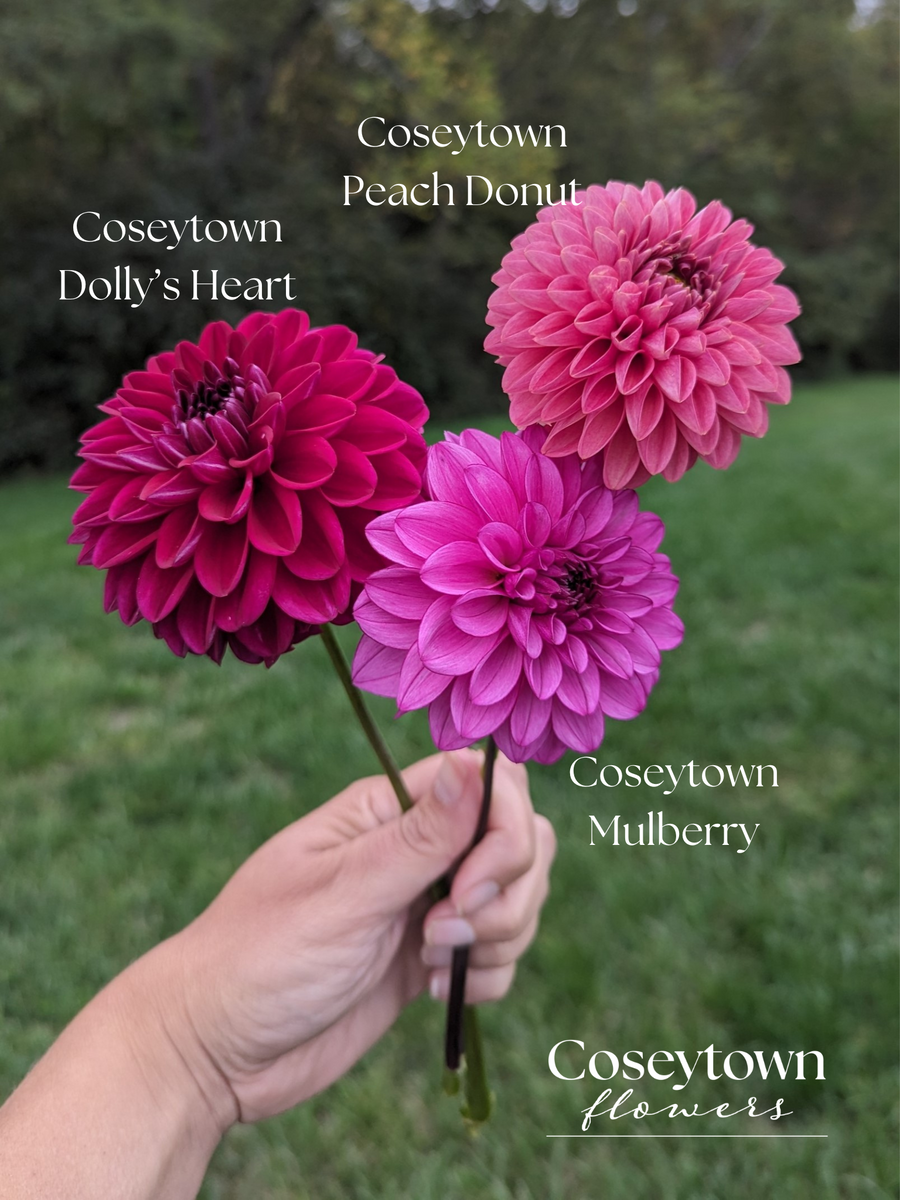 Coseytown® Mulberry