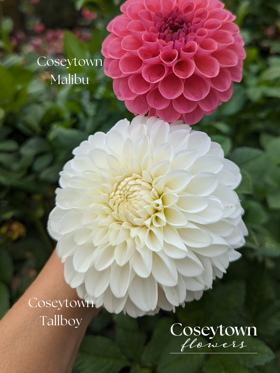 Coseytown® Tallboy