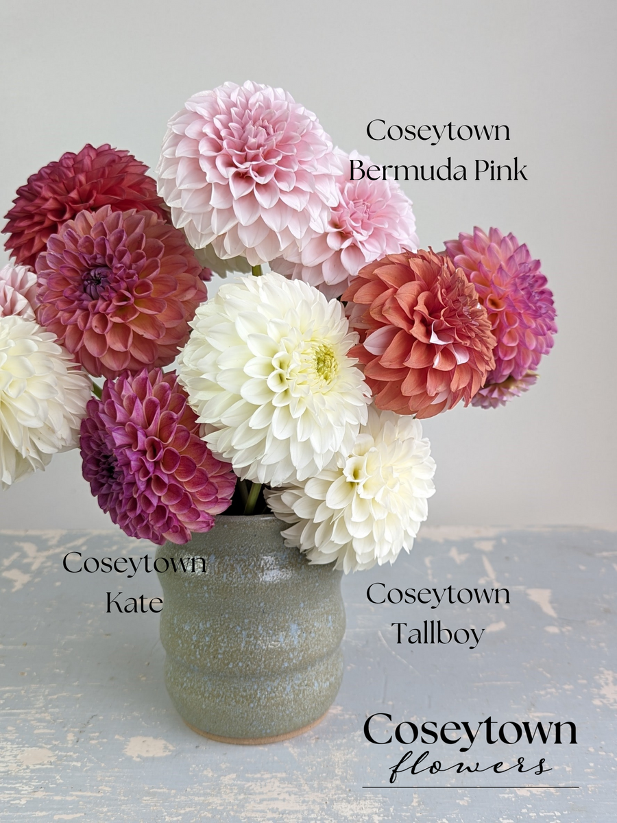 Coseytown® Tallboy