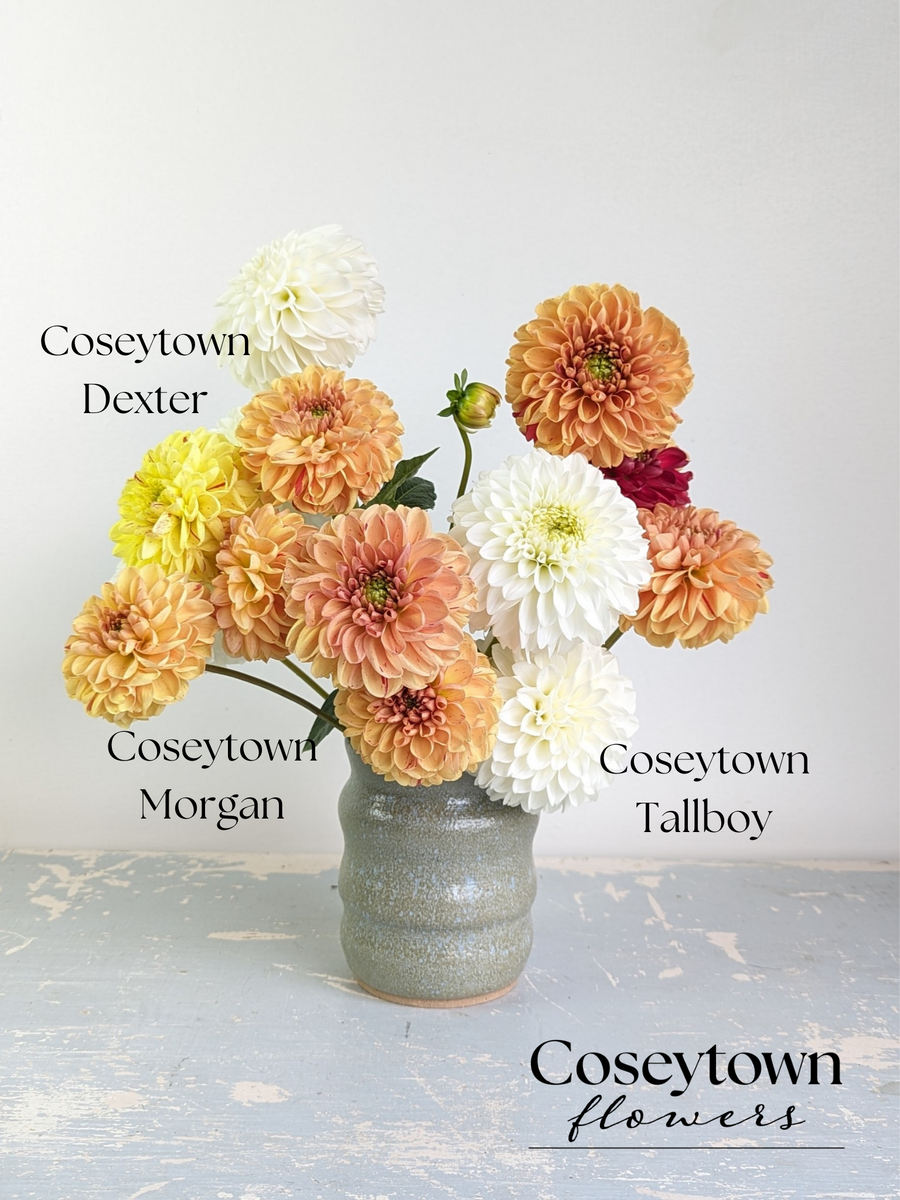 Coseytown® Tallboy