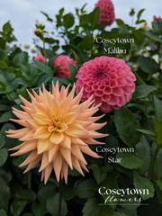 Coseytown® Malibu