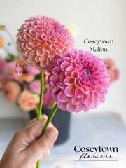 Coseytown® Malibu