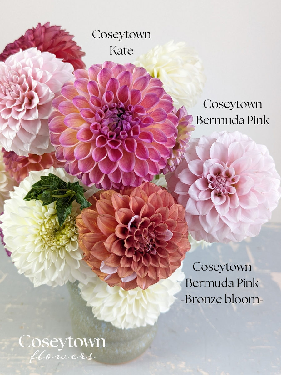 Coseytown® Bermuda Pink