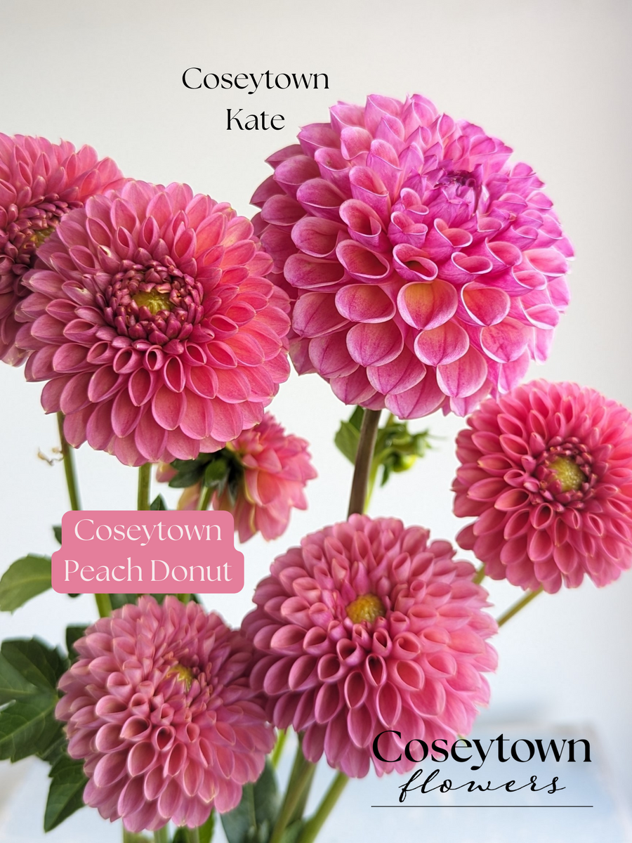 Coseytown® Kate