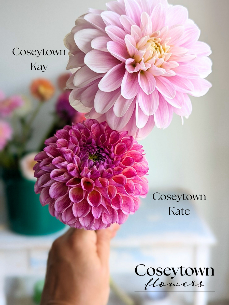 Coseytown® Kate