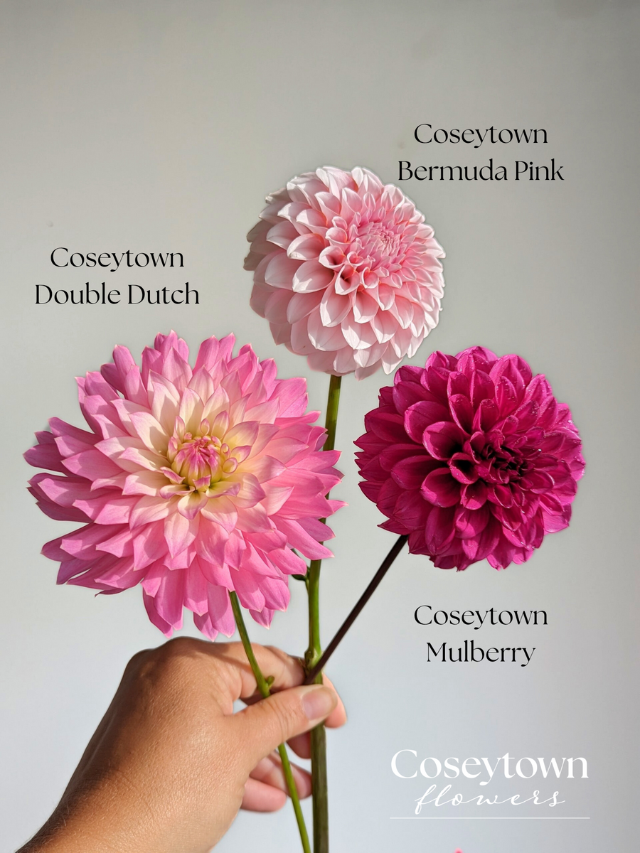 Coseytown® Bermuda Pink