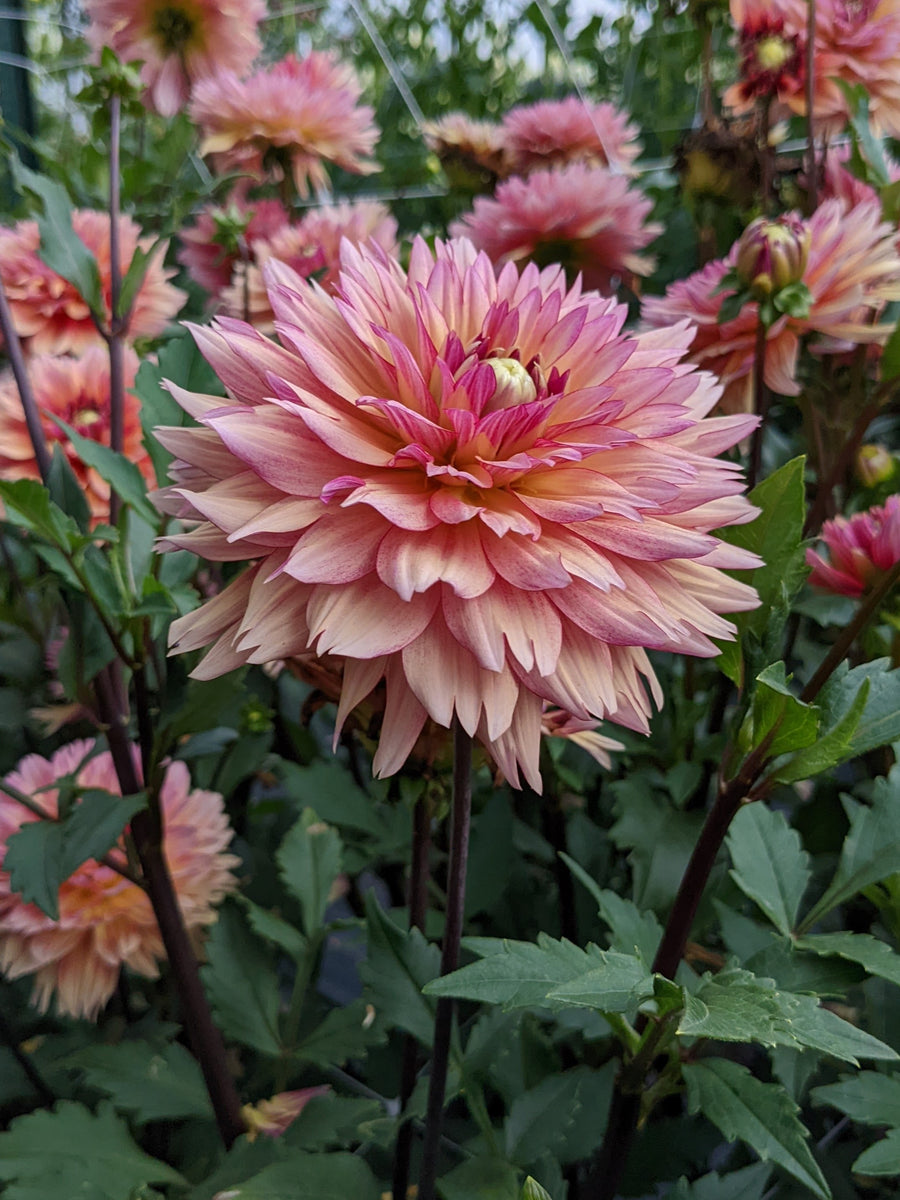 Coseytown® First Bloom