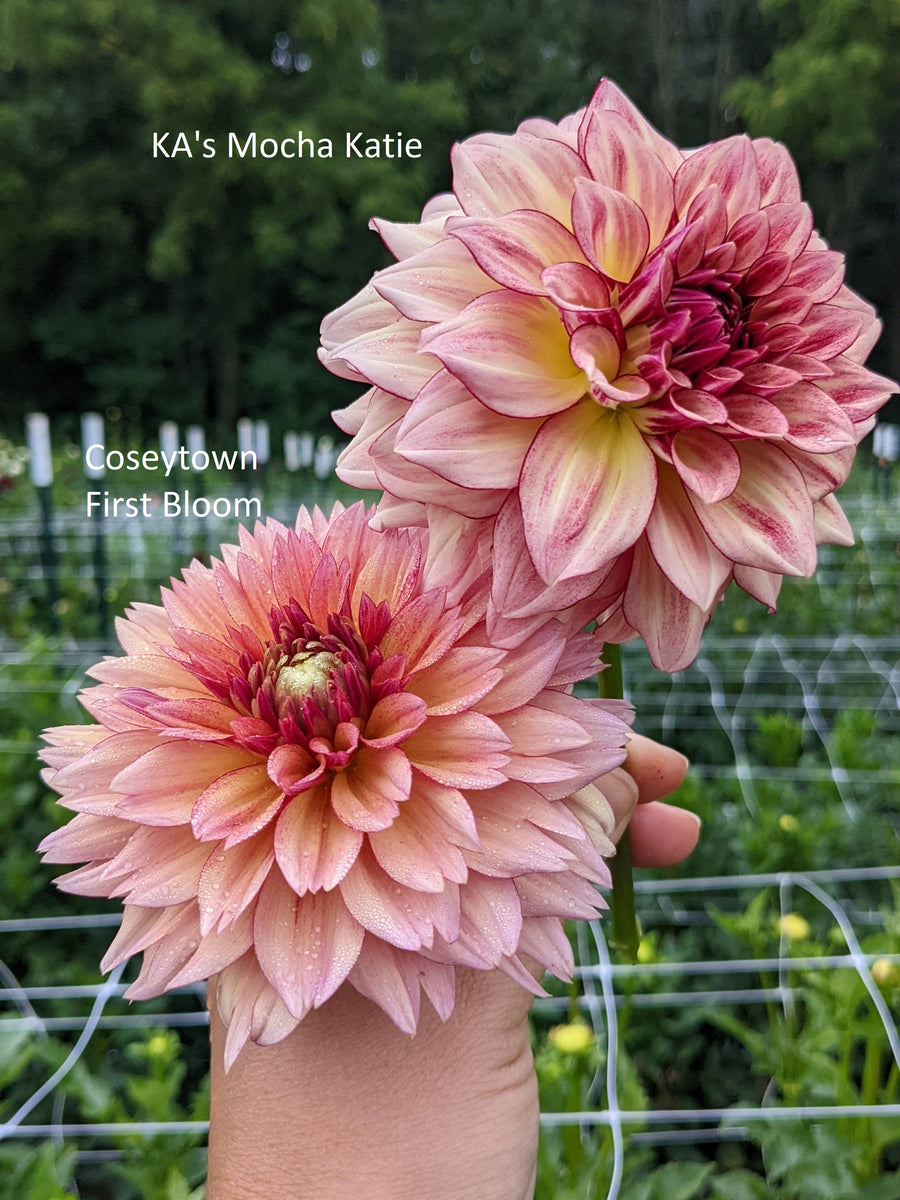 Coseytown® First Bloom