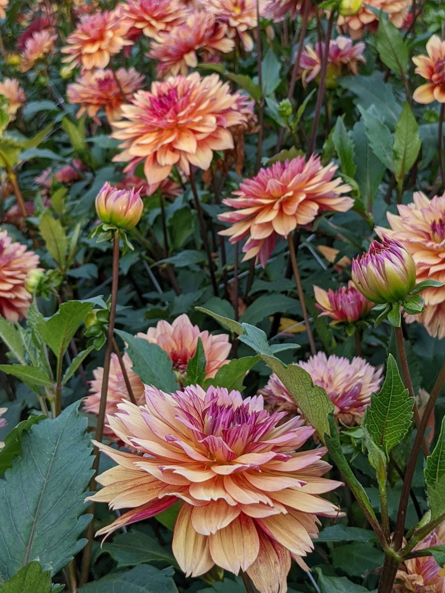 Coseytown® First Bloom
