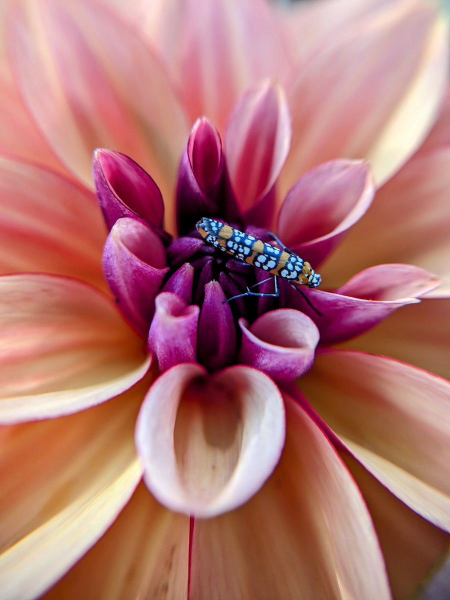 Coseytown® First Bloom