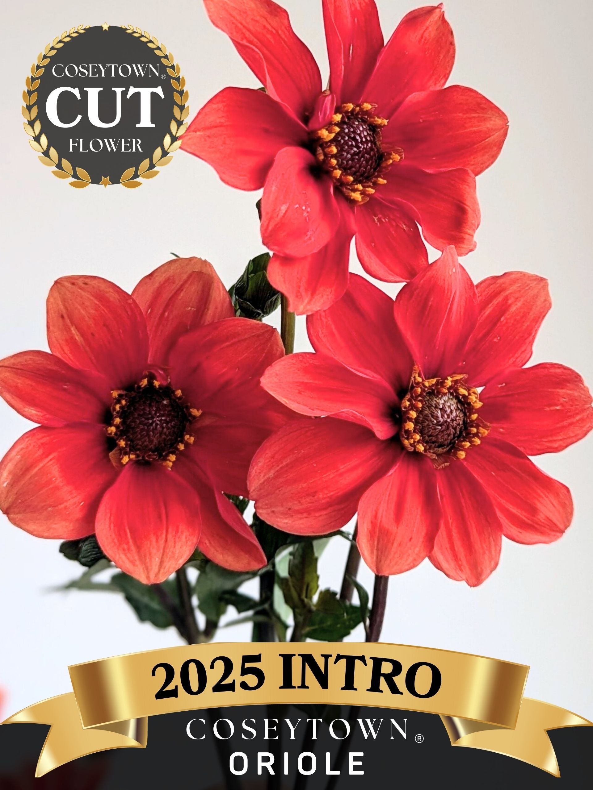 Choisy FLEURS COUPLES 切り花 Coseytown® Oriole | Cut Flower Dahlia Tubers – Coseytown Flowers