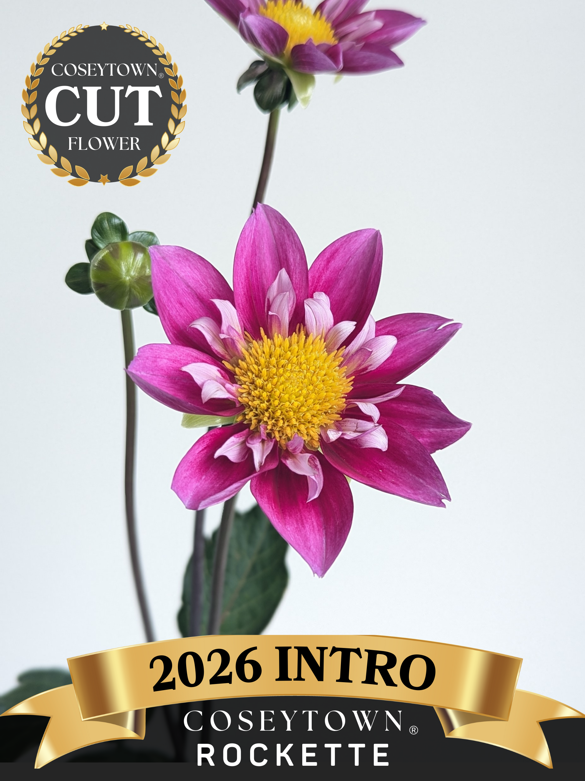 Coseytown® Rockette | Cut Flower Dahlia Tubers – Coseytown Flowers