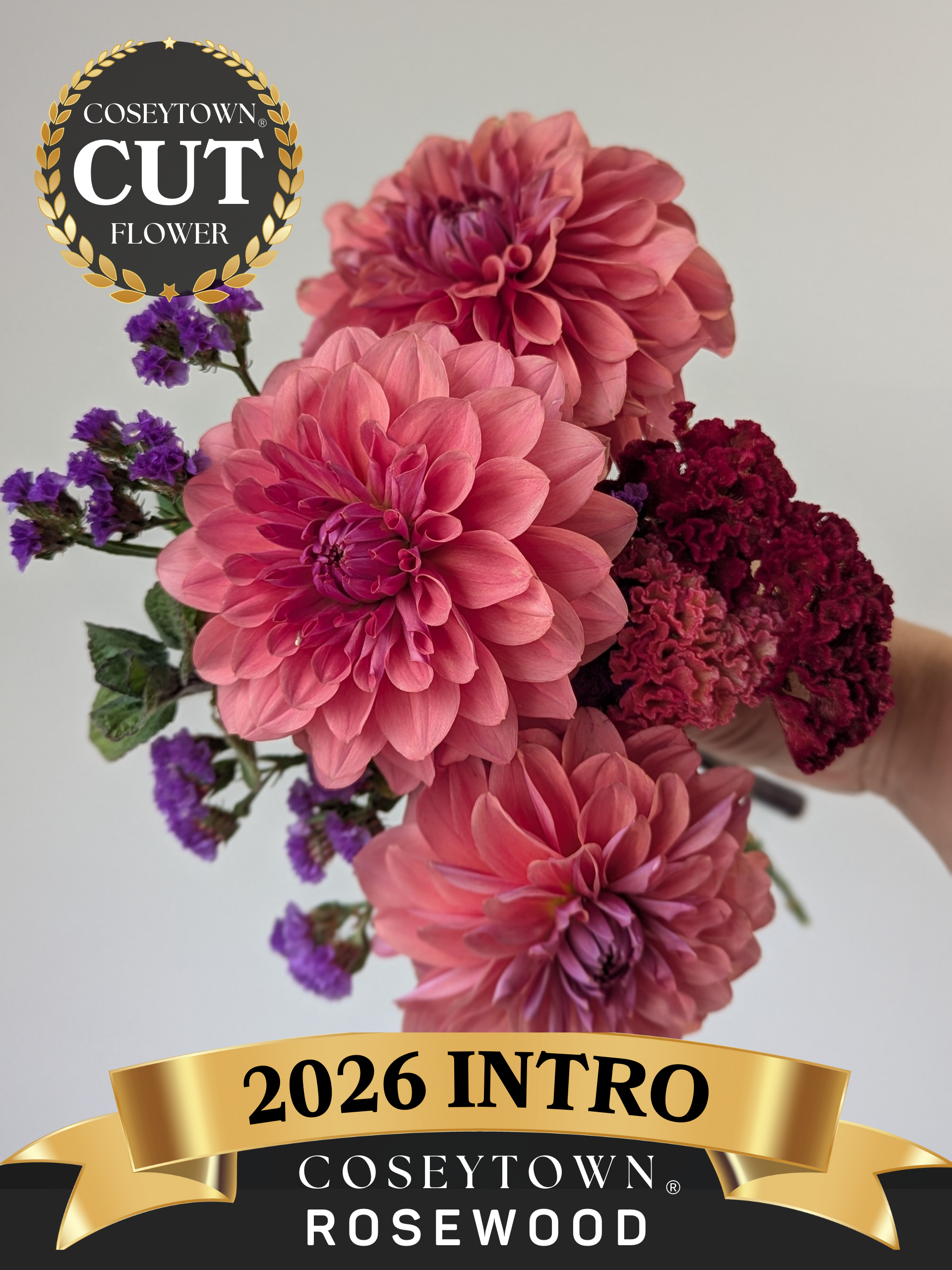 Coseytown® Rosewood | Cut Flower Dahlia Tubers – Coseytown Flowers