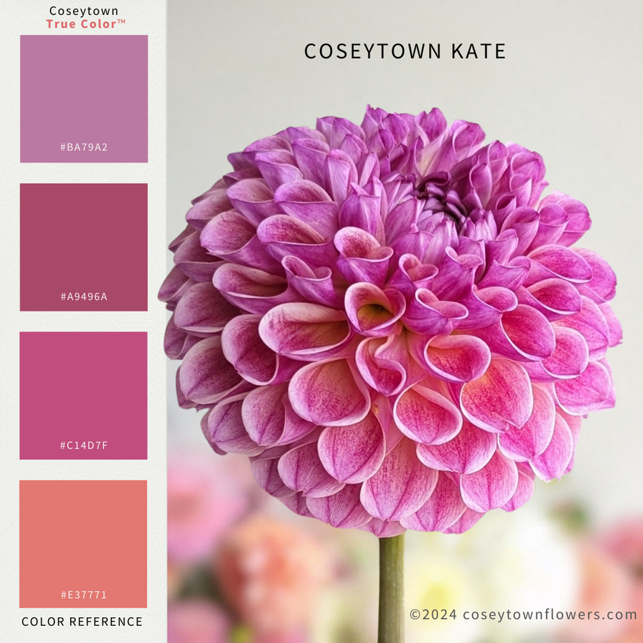 Coseytown® Kate