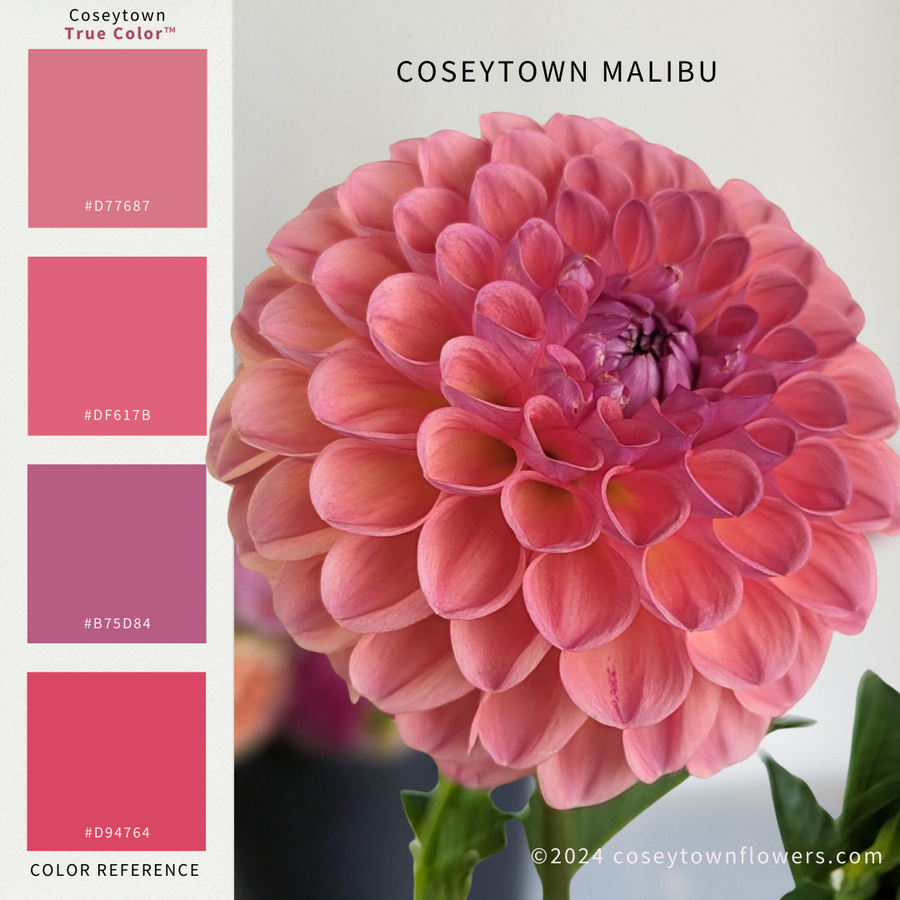 Coseytown® Malibu