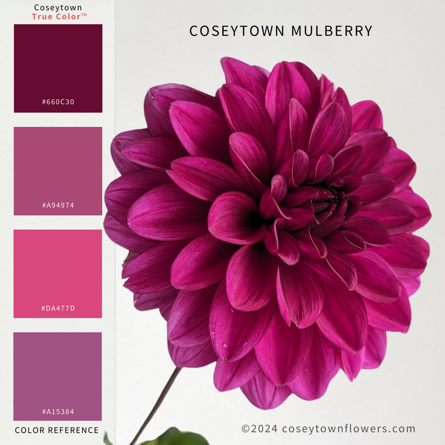 Coseytown® Mulberry