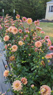 Coseytown® First Bloom