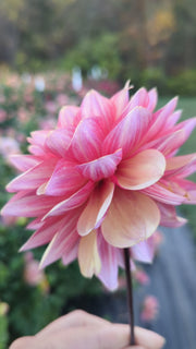 Coseytown® First Bloom