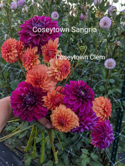 Coseytown® Sangria