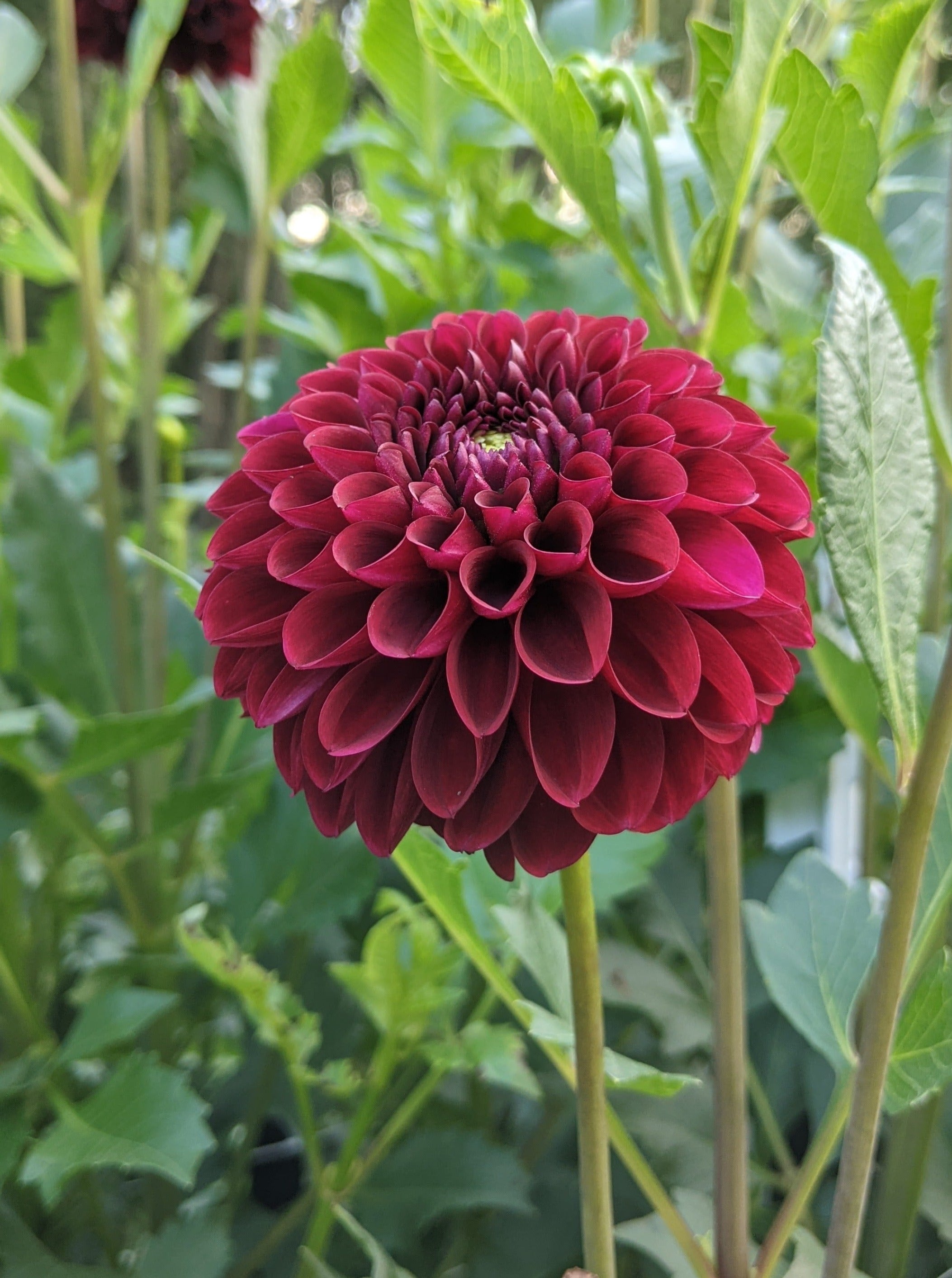 Coseytown Flowers - Leaving these beauties here to make your Monday a  little bit brighter. ❤️ #coseytowndahlias Dahlia: an dahlia seedling named Bermuda  Pink.