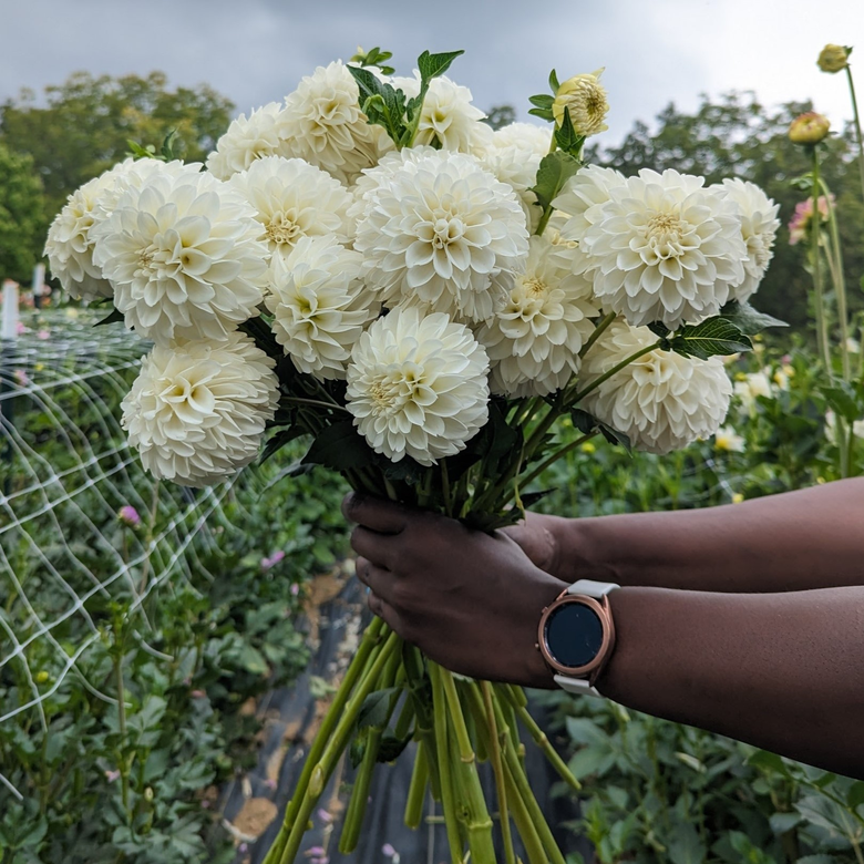 Dahlia Shop – Coseytown Flowers