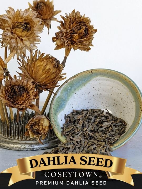 CT Premium Dahlia Seed