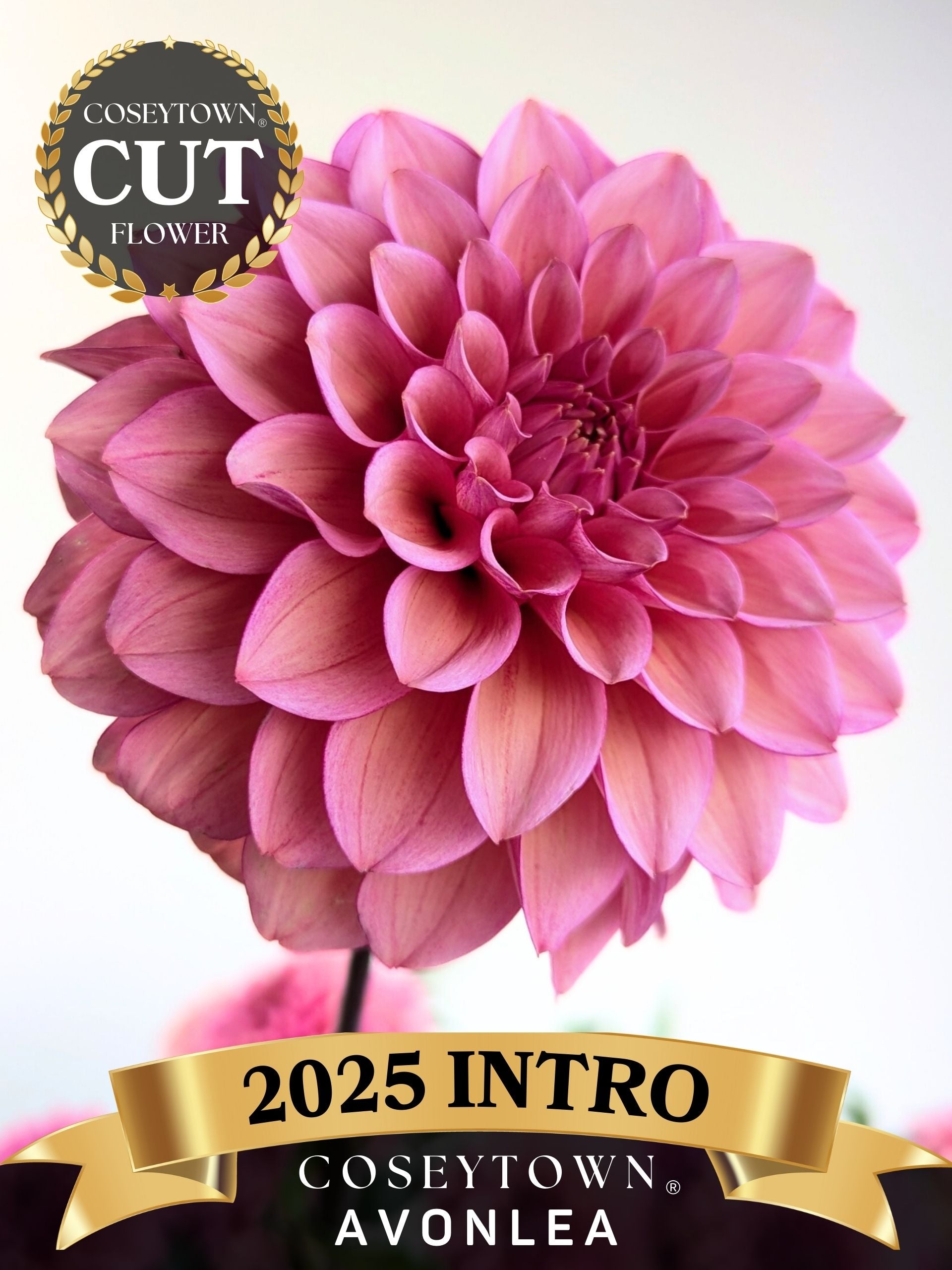 Coseytown® - We Do Dahlias | Cut Flower Dahlias | Flowers – Coseytown ...
