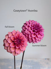 Coseytown® Avonlea