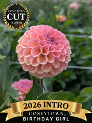 Coseytown® Birthday Girl