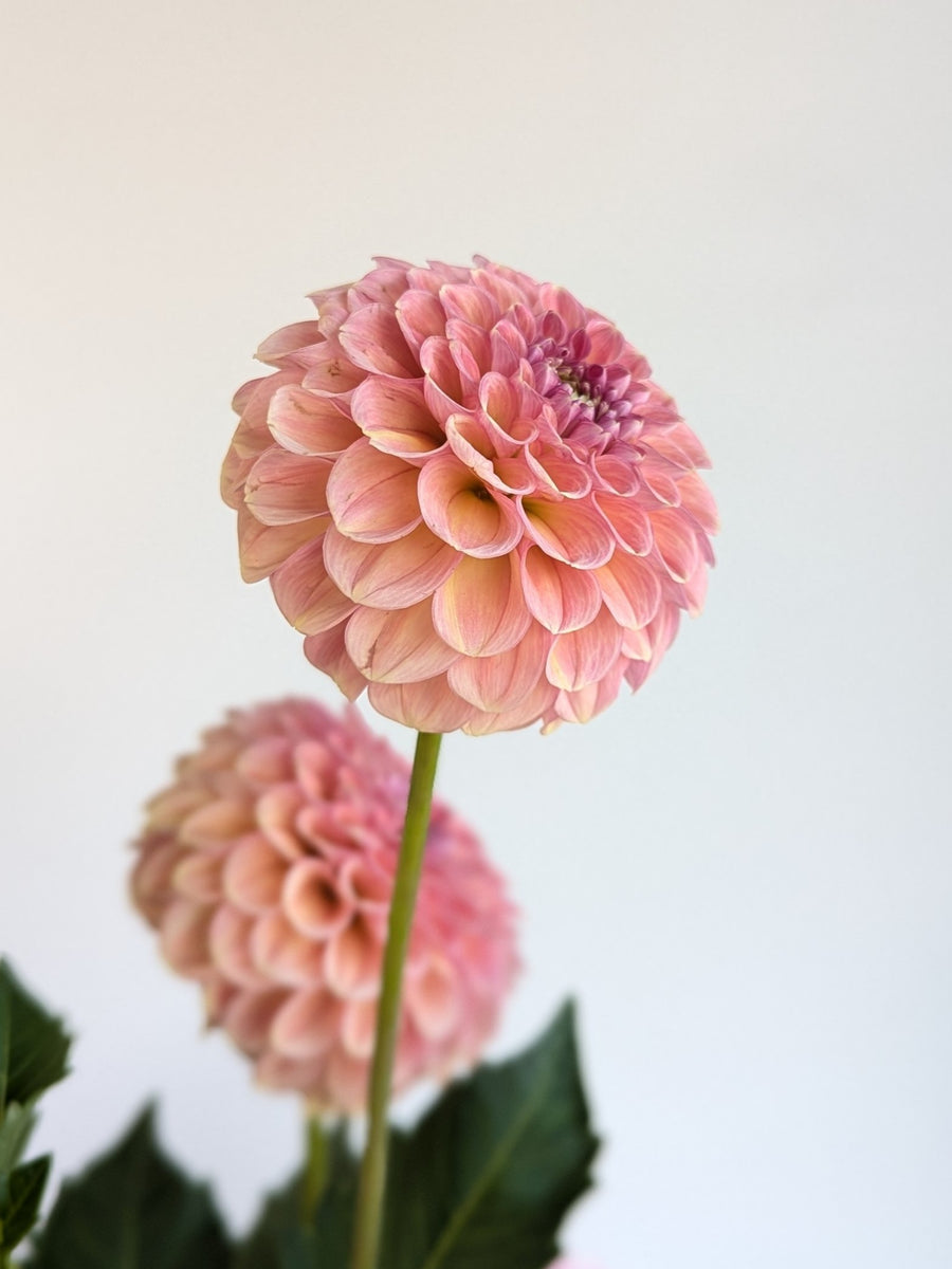 Coseytown® Birthday Girl