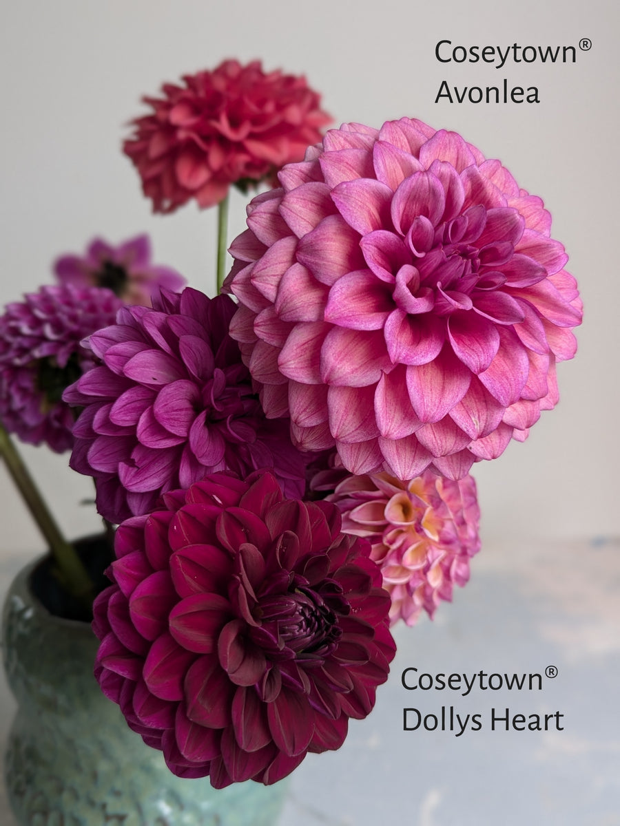 Coseytown® Avonlea