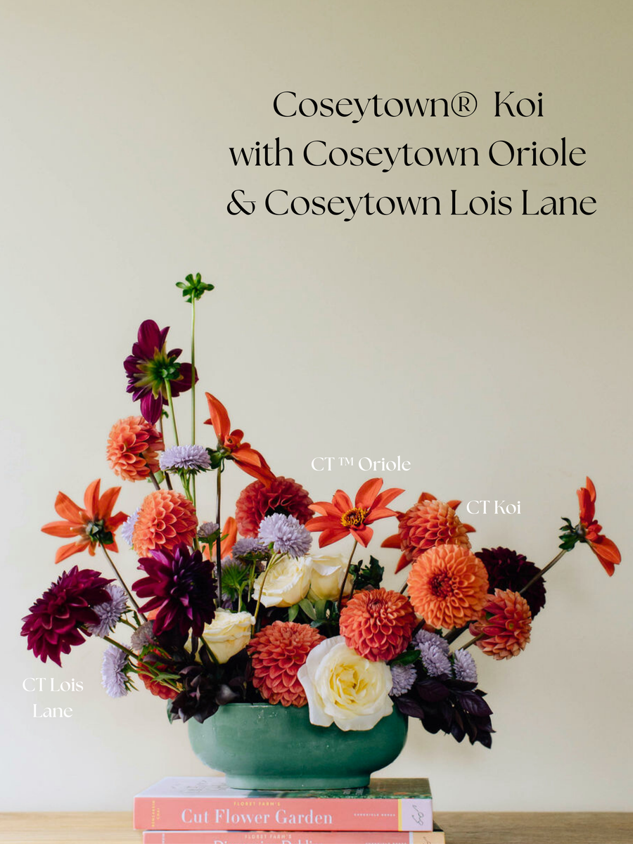 Coseytown® Oriole