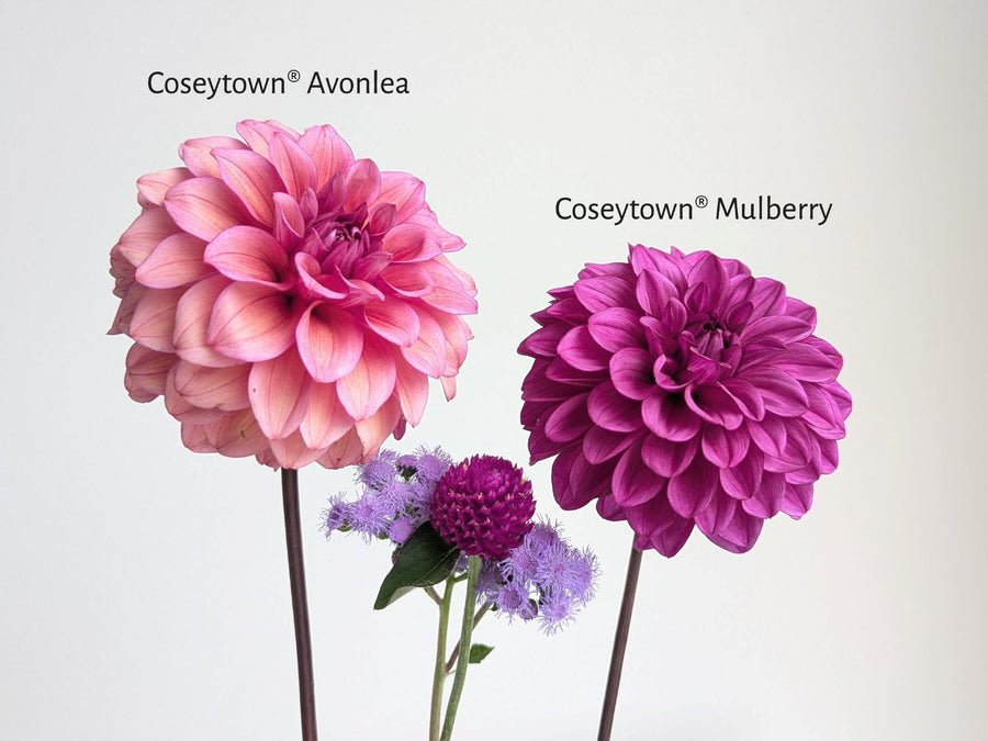 Coseytown® Avonlea