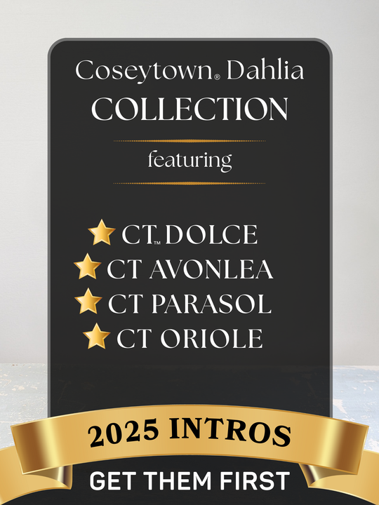 Coseytown® 2025 Intro Collection