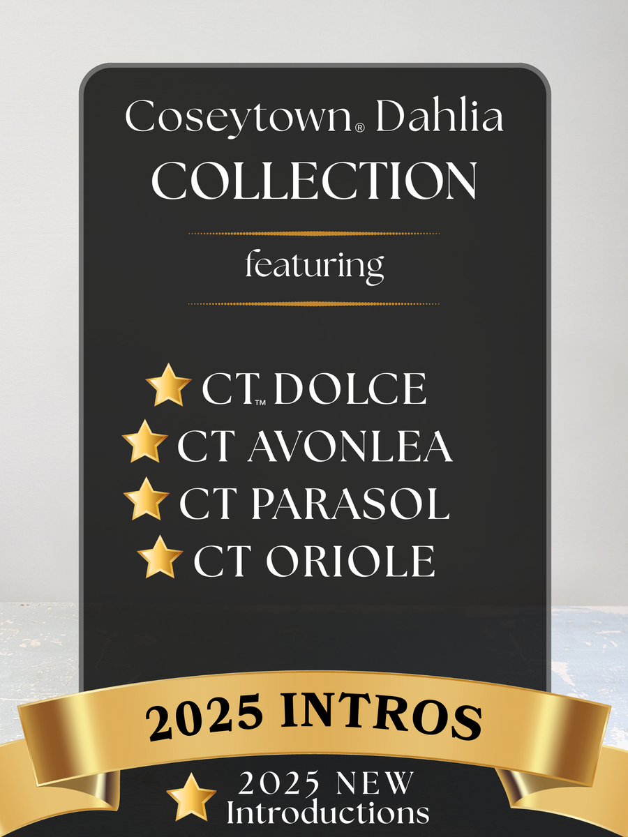 Coseytown® 2025 Intro Collection