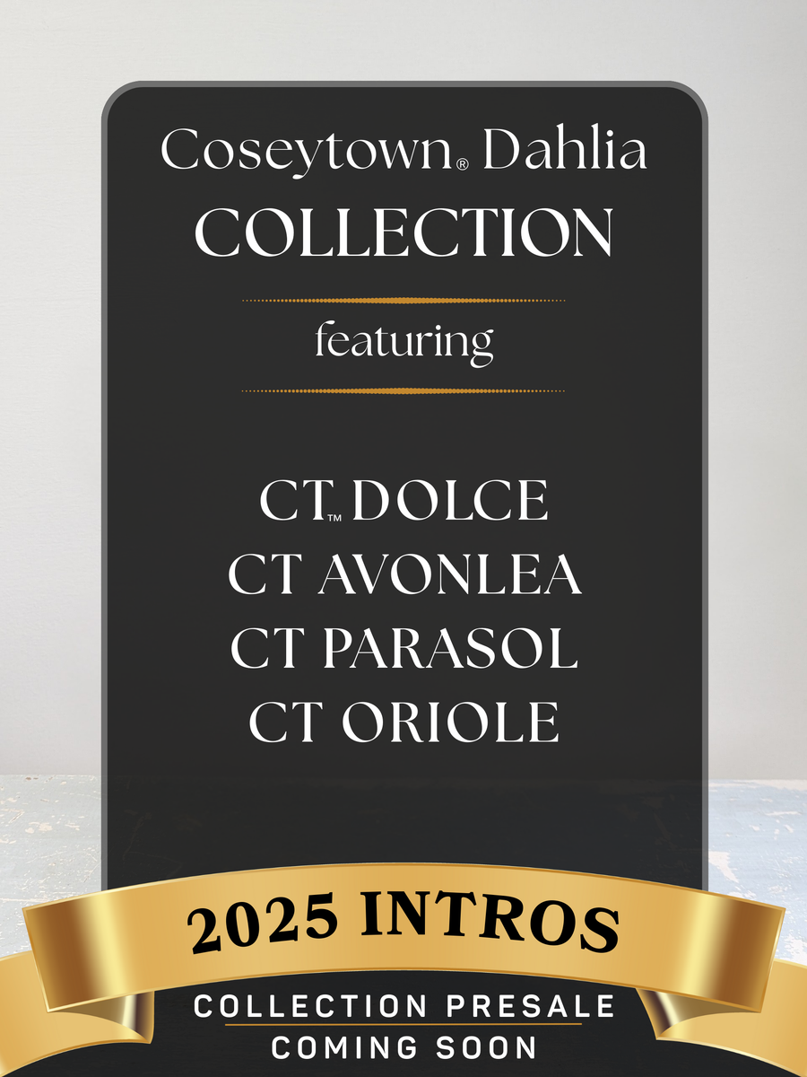 Coseytown® 2025 Intro Collection