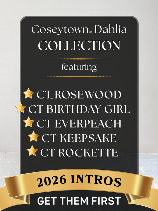 Coseytown® 2026 Intro Collection