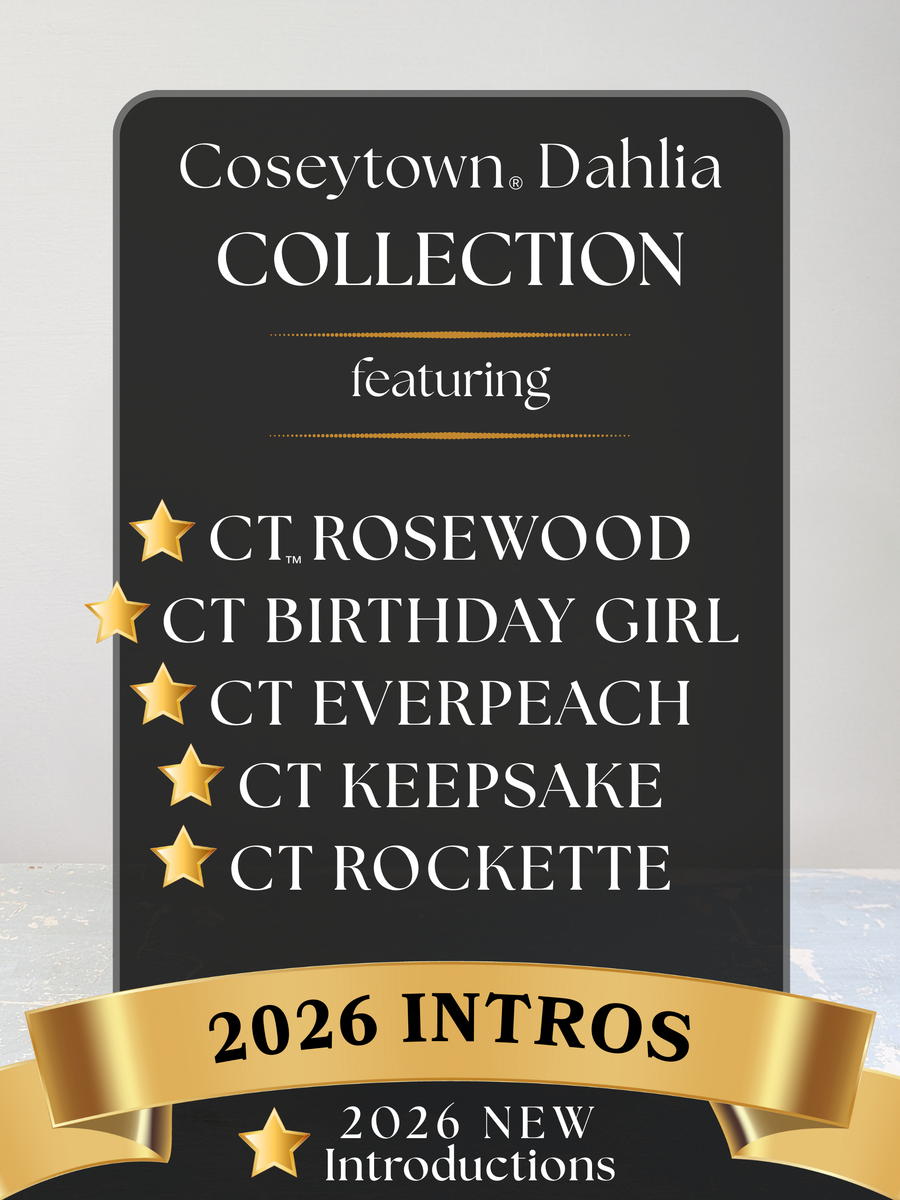 Coseytown® 2026 Intro Collection