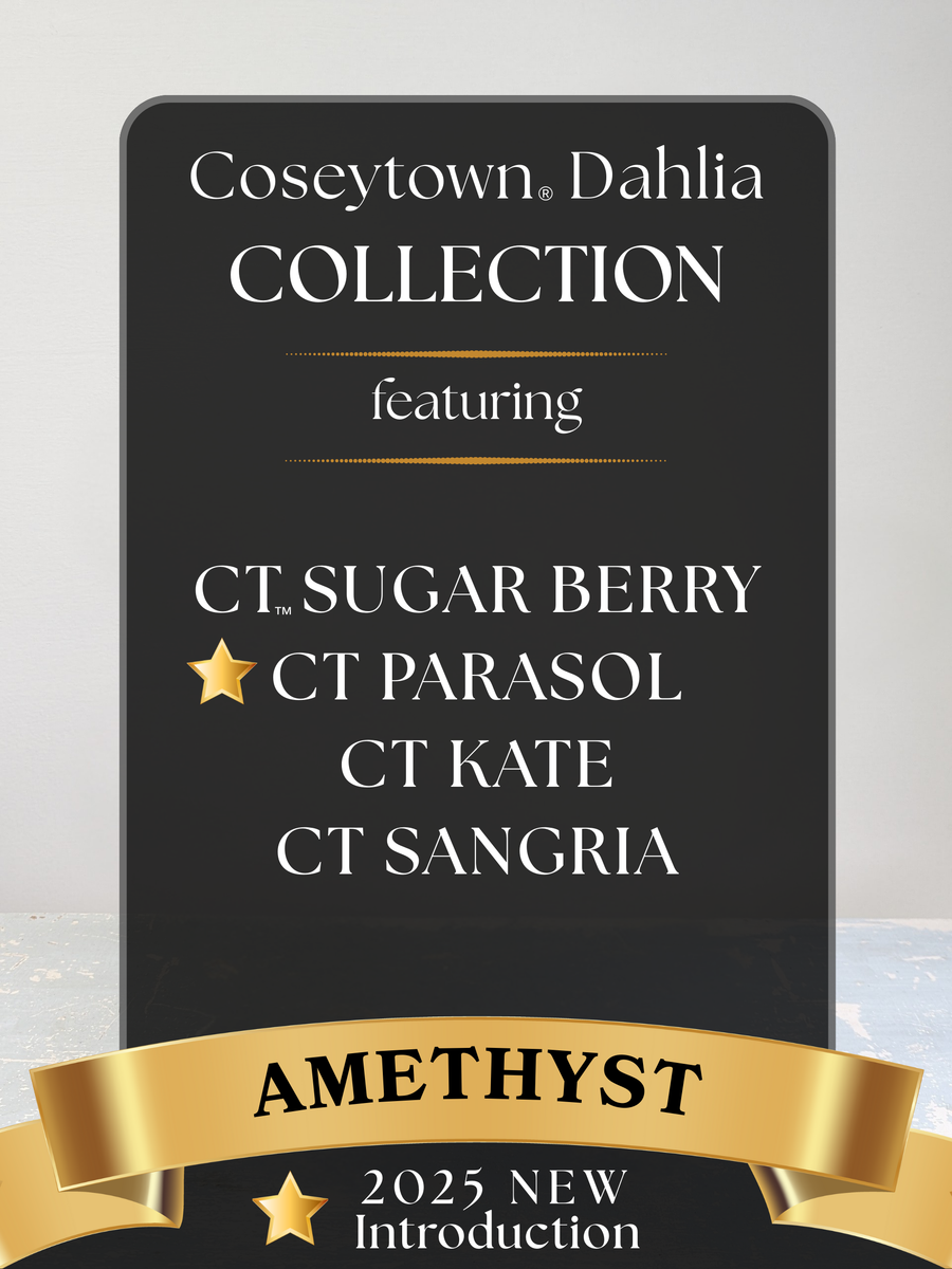 Amethyst Dahlia Collection