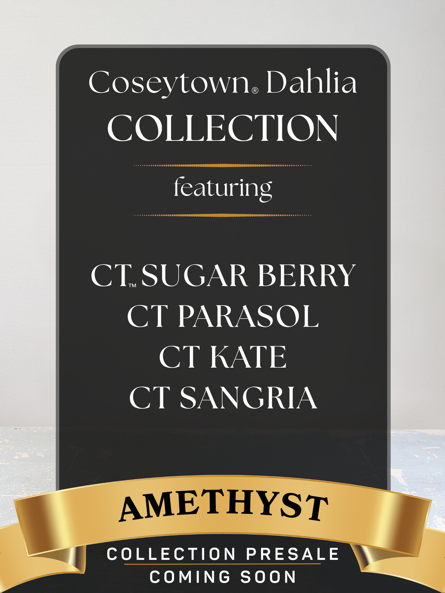 Amethyst Dahlia Collection