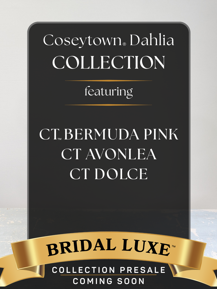 Bridal Luxe™ Dahlia Collection