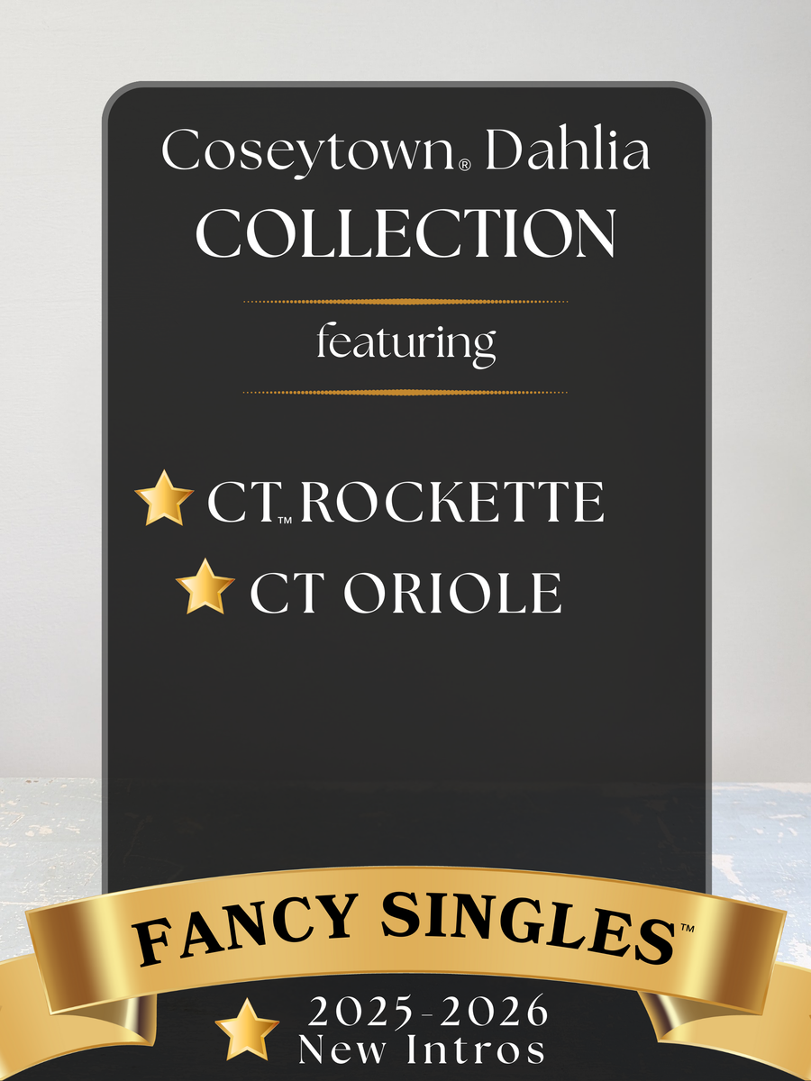 Fancy Singles™ Dahlia Collection