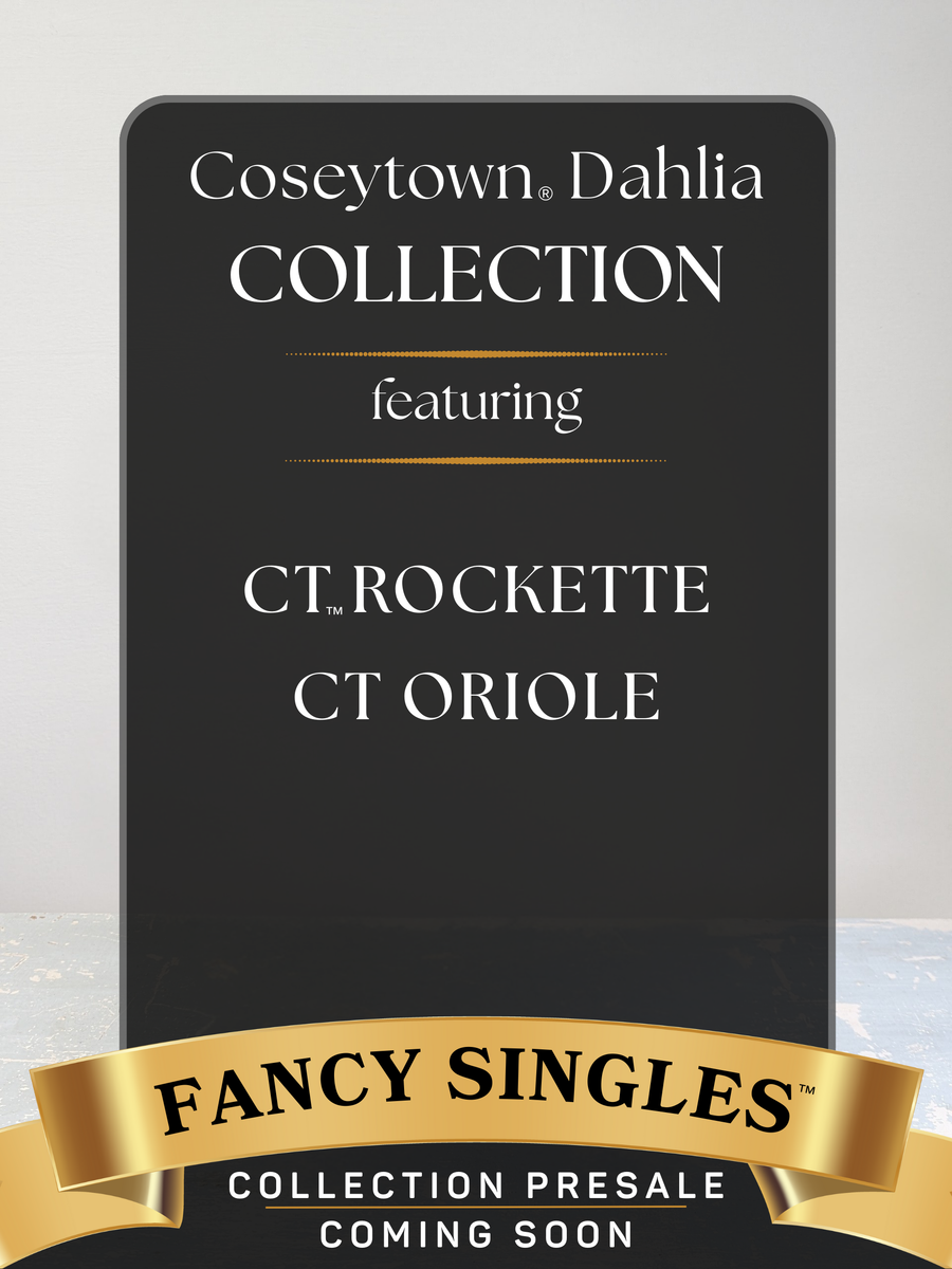 Fancy Singles™ Dahlia Collection