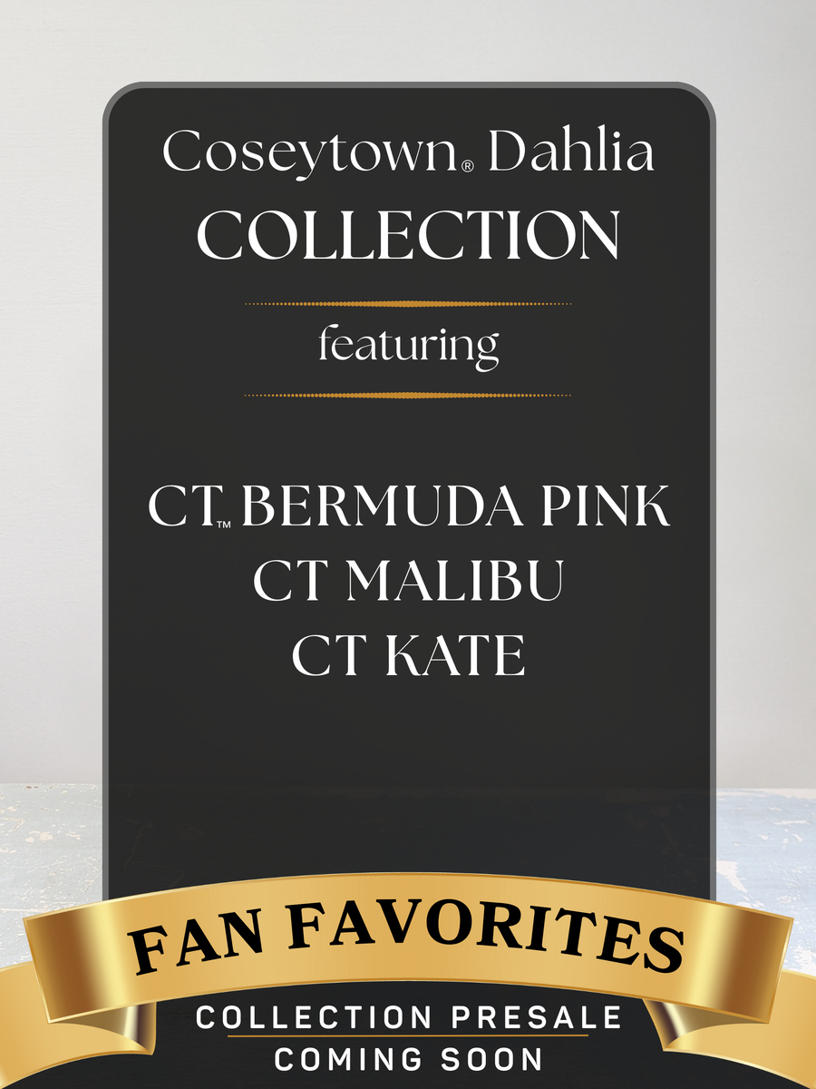 Fan Favorites Dahlia Collection