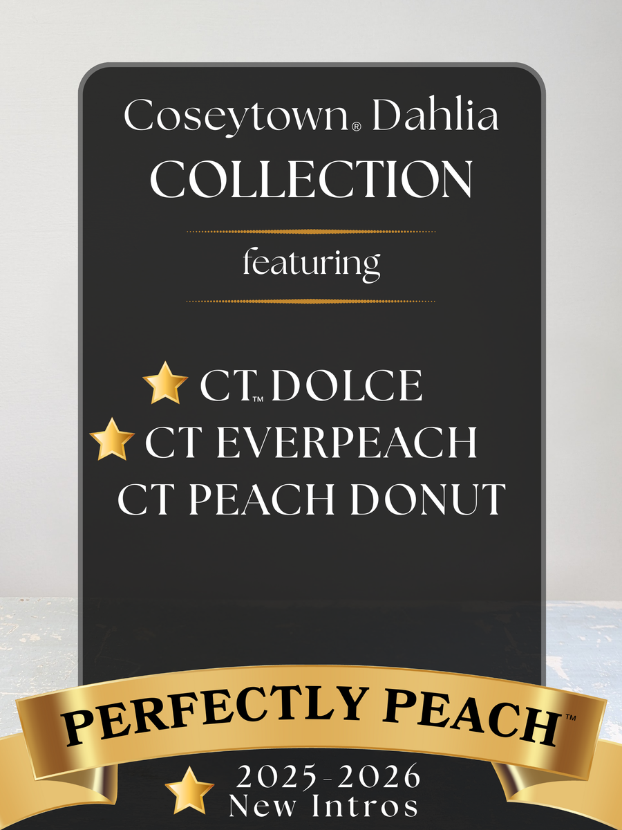 Perfectly Peach™ Dahlia Collection